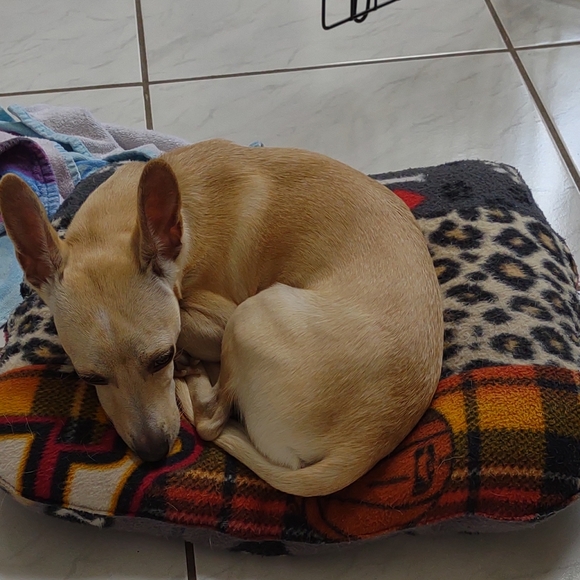 NWOT Raiders Dog bed new xlarge handmade - Picture 6 of 7